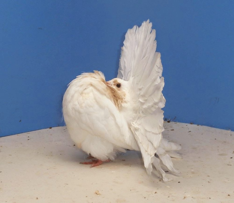 Bird feather chicken wing. Doves clipart fancy