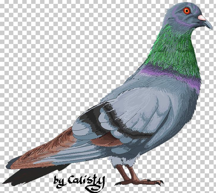Doves clipart fancy. Stock dove columbidae domestic