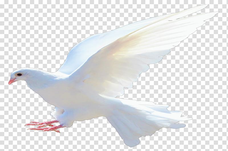 doves clipart god