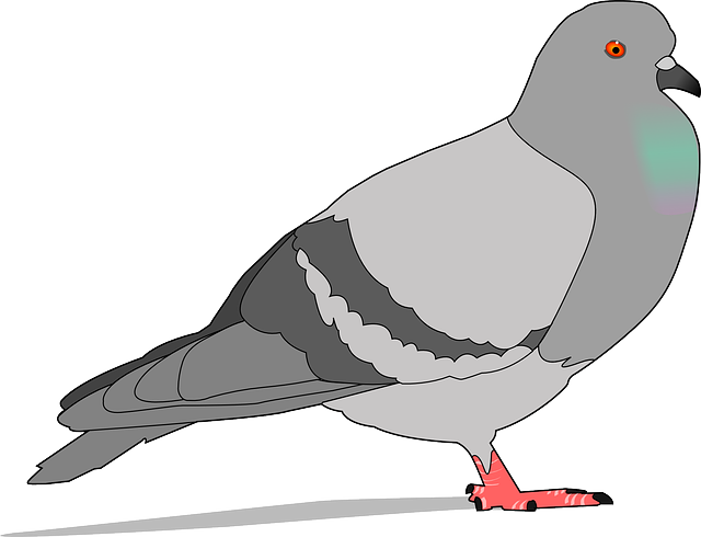 Doves clipart merpati. Free pictures gray images