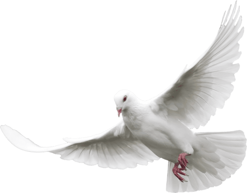 doves clipart realistic