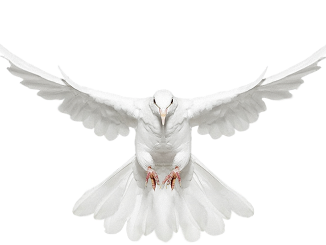 White dove free on. Doves clipart roman catholic