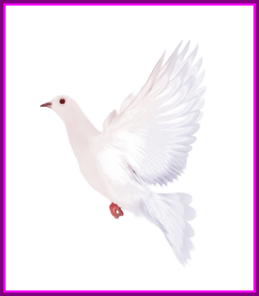 Doves clipart svg. Awesome white dove gallery