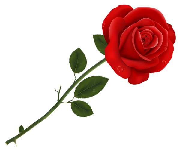 Download transparent png images. Red rose clipart gallery