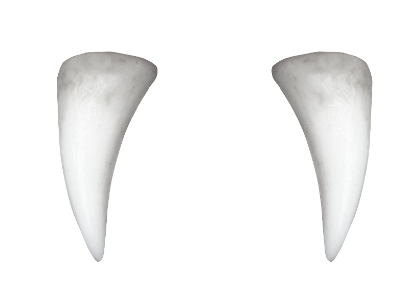 dracula clipart dracula tooth