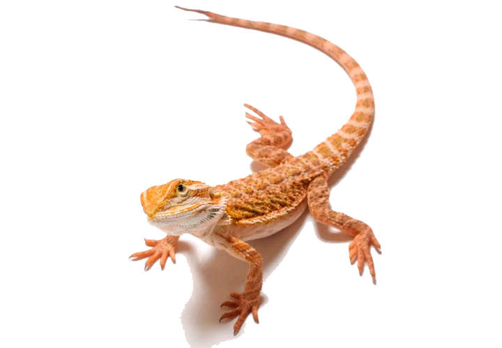 Bearded png images free. Dragon clipart transparent background