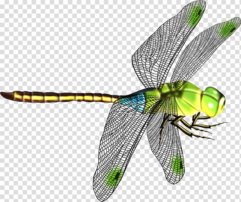 Dragonfly clipart beautiful dragonfly, Dragonfly beautiful dragonfly