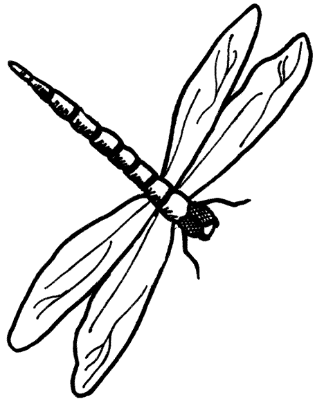 dragonfly clipart drawing