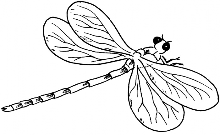 dragonfly clipart outline