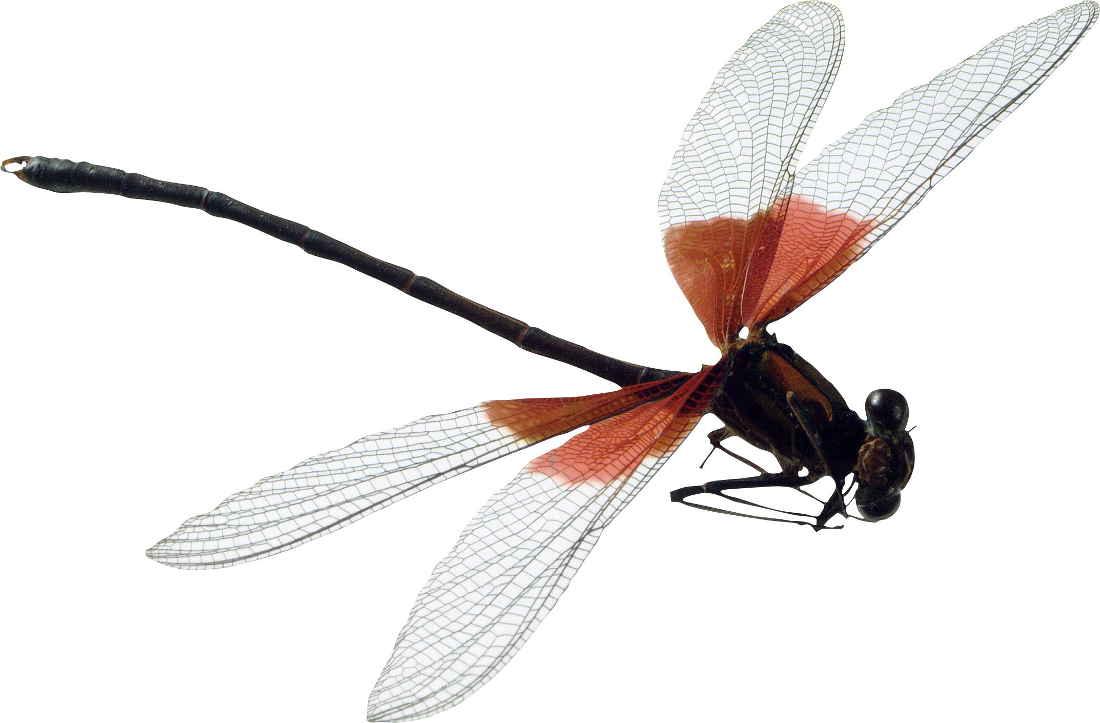 May clipart dragonfly. Transparent background free on