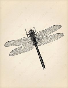  best images dragon. Dragonfly clipart printable