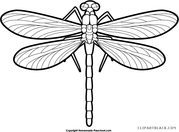 Dragonfly clipart real. Black and white images