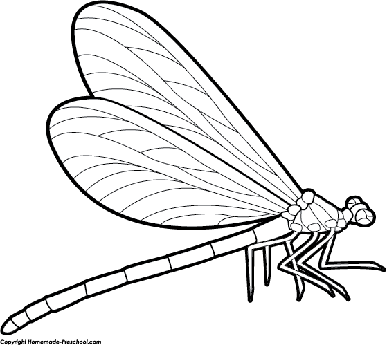 Free . Dragonfly clipart real