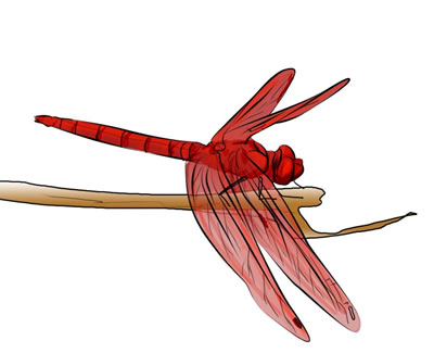 Dragonfly clipart red dragonfly.  free clip art