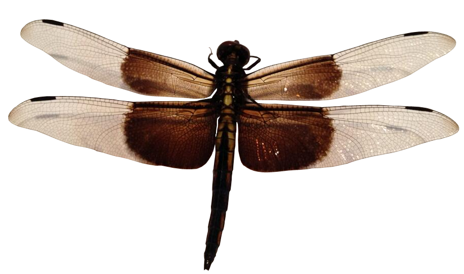 Dragonfly royalty free