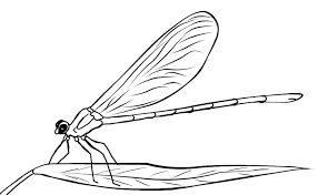 dragonfly clipart side view