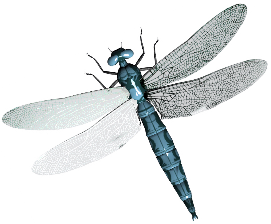 may clipart dragonfly