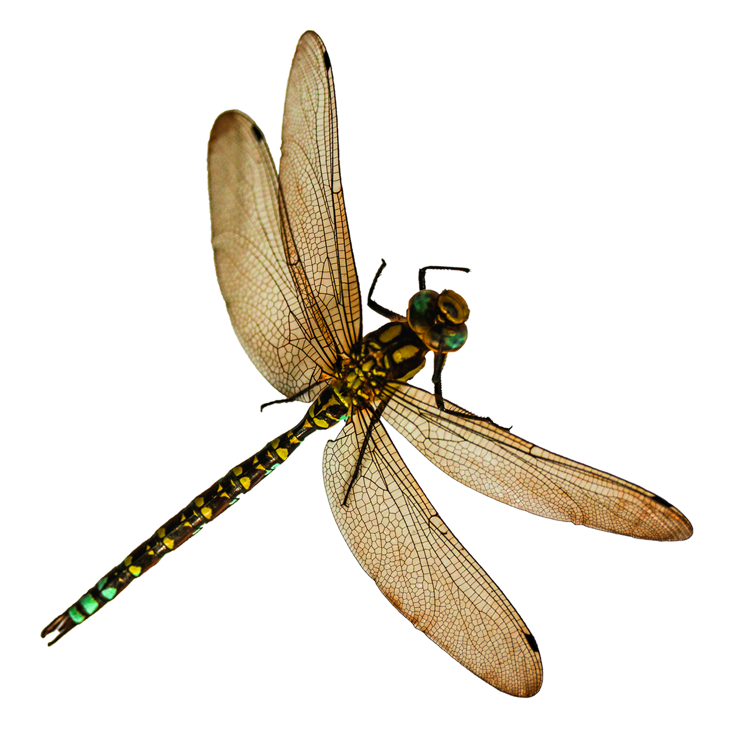 dragonfly clipart transparent background
