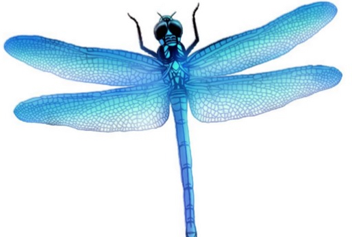 dragonfly clipart transparent background