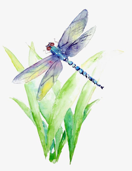 dragonfly clipart watercolor
