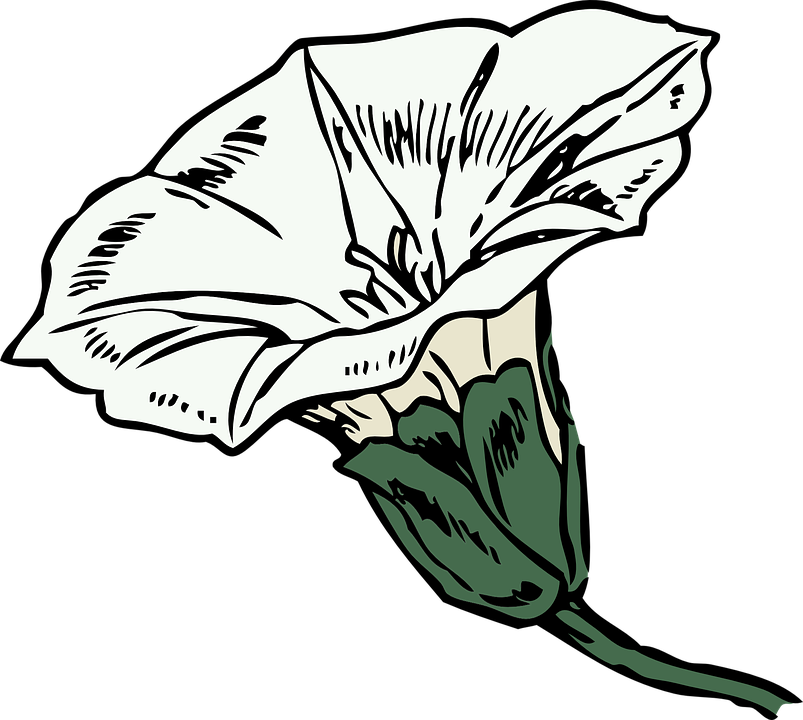  collection of trumpet. Drawing clipart flower
