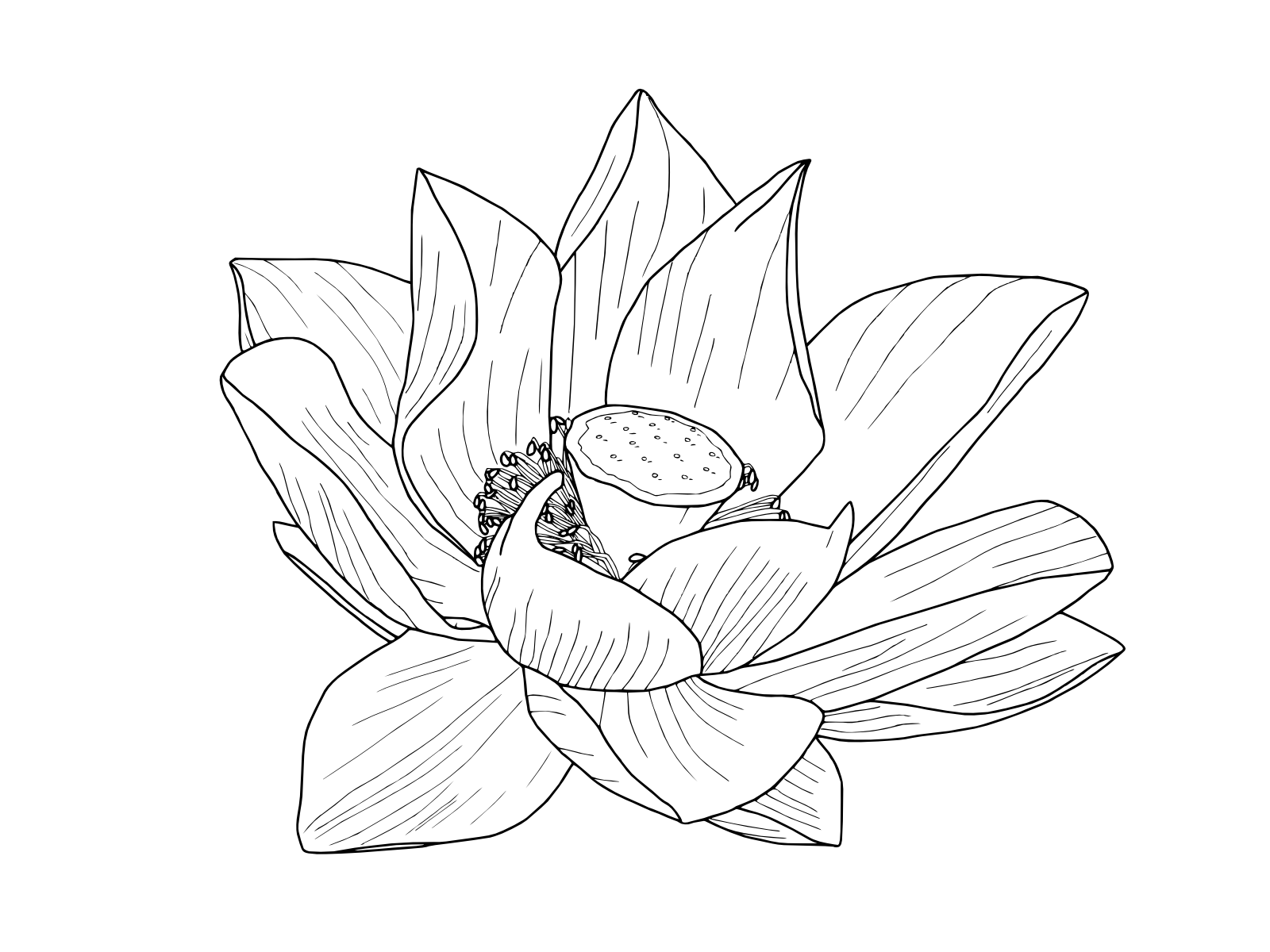 Moth clipart transparent tumblr. Eleletsitz flower drawing images