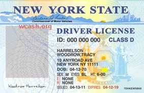 drivers license clipart template psd