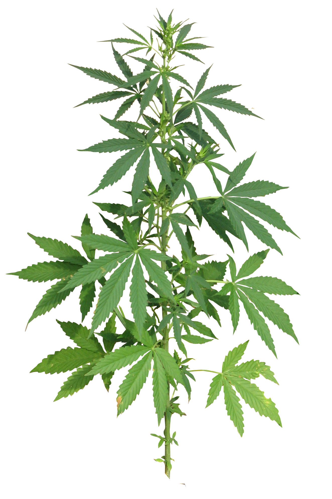 Cannabis plant full png. Drugs clipart hemp