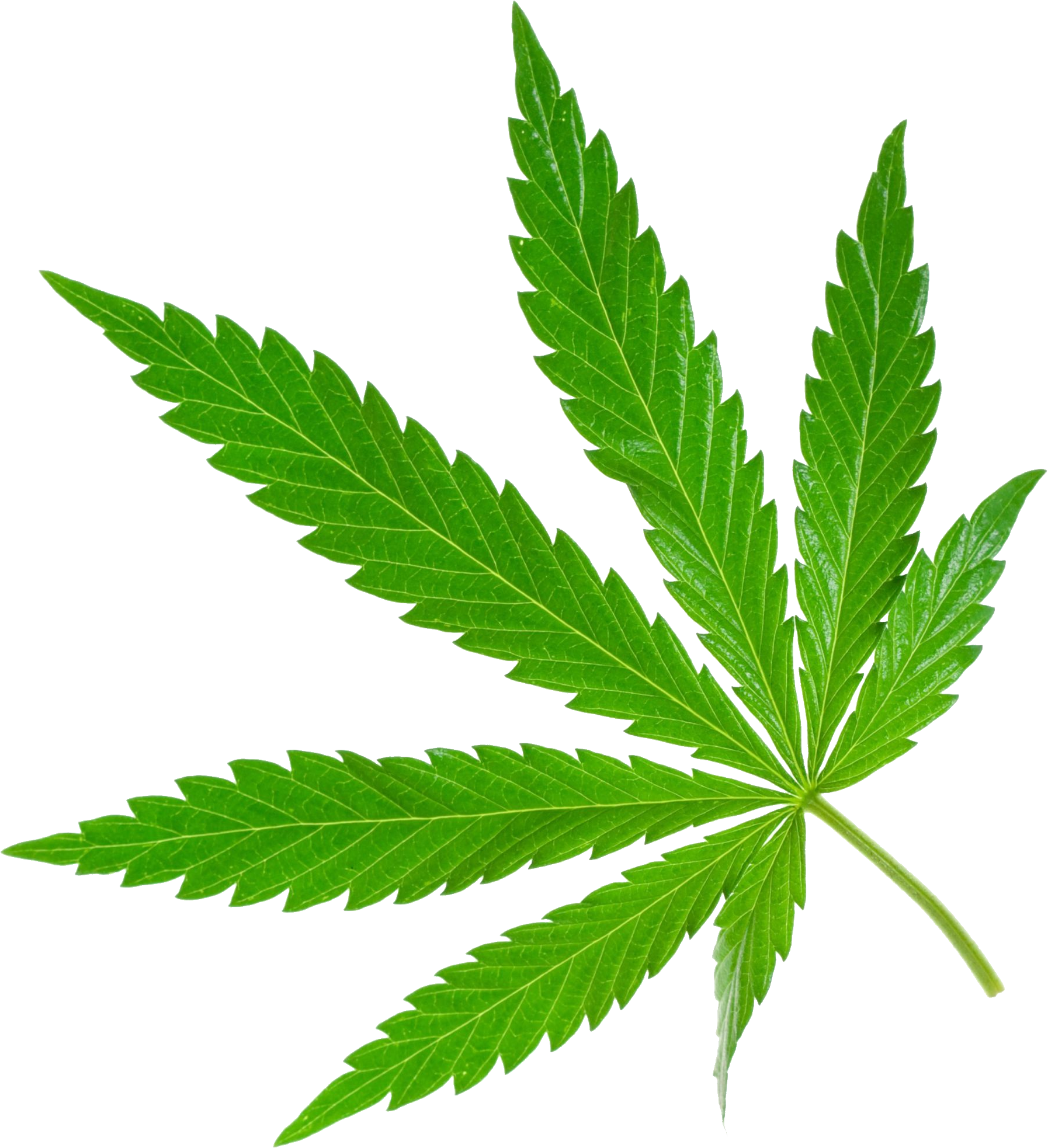 Weed png image purepng. Drugs clipart hemp