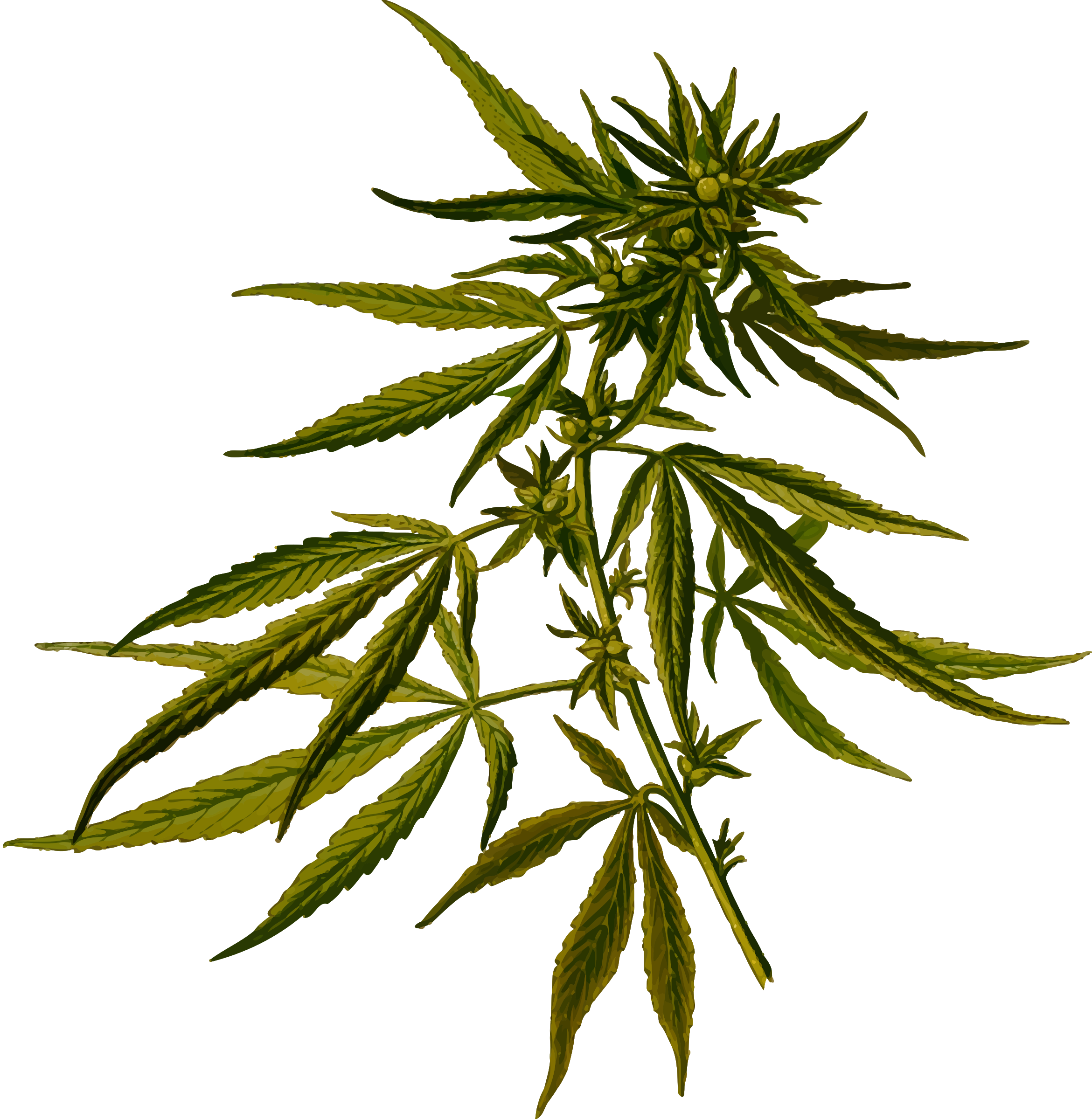 Cannabis detailed big image. Drugs clipart hemp