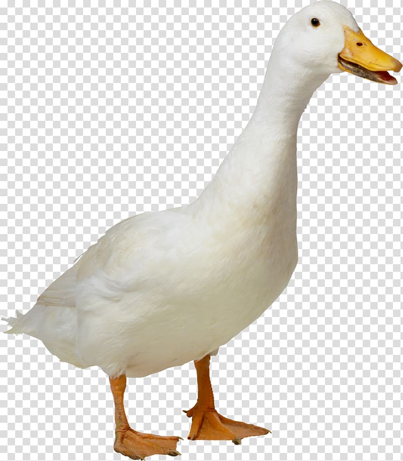 Duckling clipart transparent background. Duck american pekin white