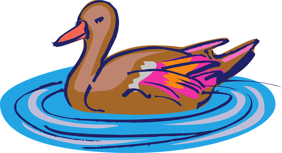 Ducks clipart water clipart. Hd swimming bird clip