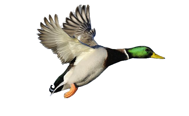 Duck clipart wild duck. Mallard male side view