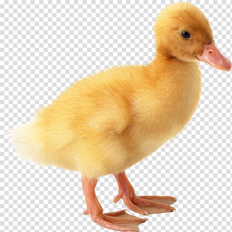 American pekin duck transparent. Duckling clipart baby goose