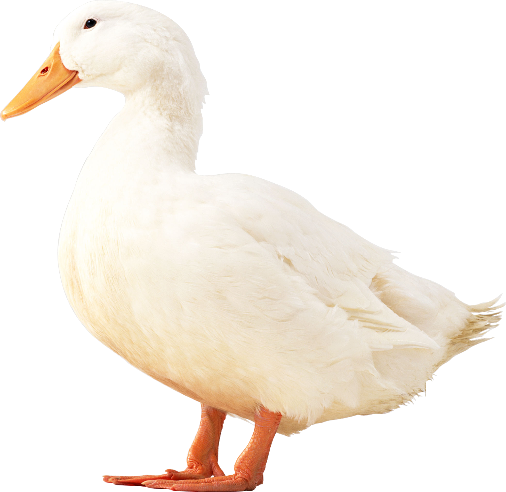 Duck sixteen isolated stock. Duckling clipart beautiful
