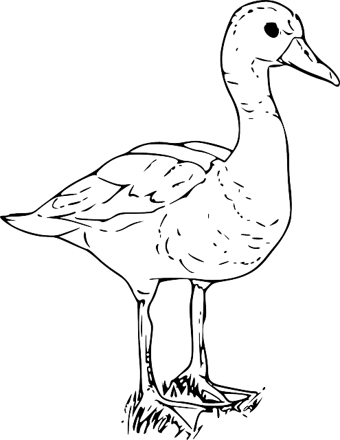 duckling clipart coloring page