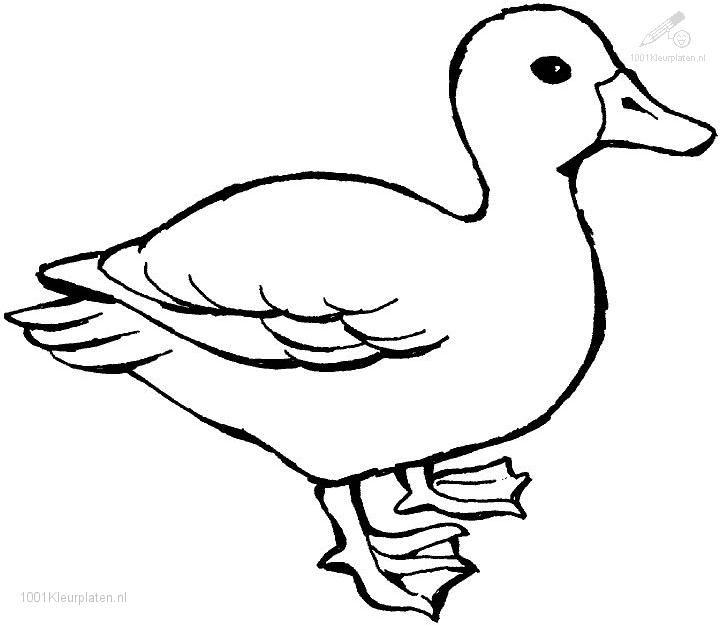 Duck coloring pages coloringpages. Duckling clipart colouring page