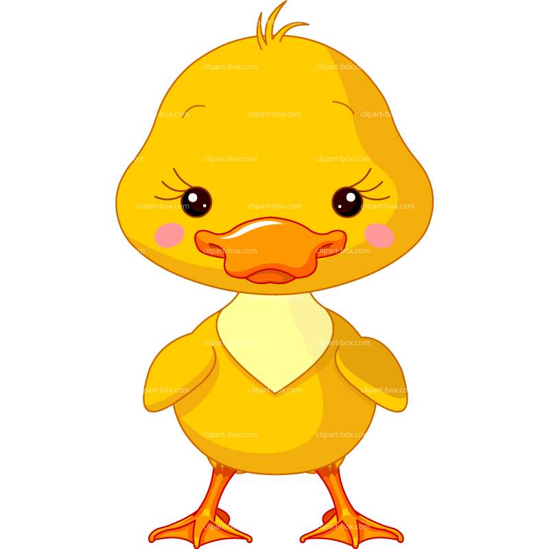 duckling clipart cute baby