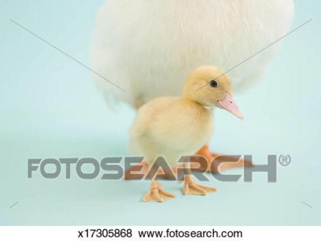 Free download clip art. Duckling clipart duc