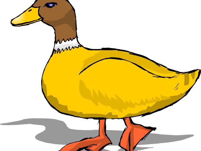 Free download clip art. Duckling clipart female duck