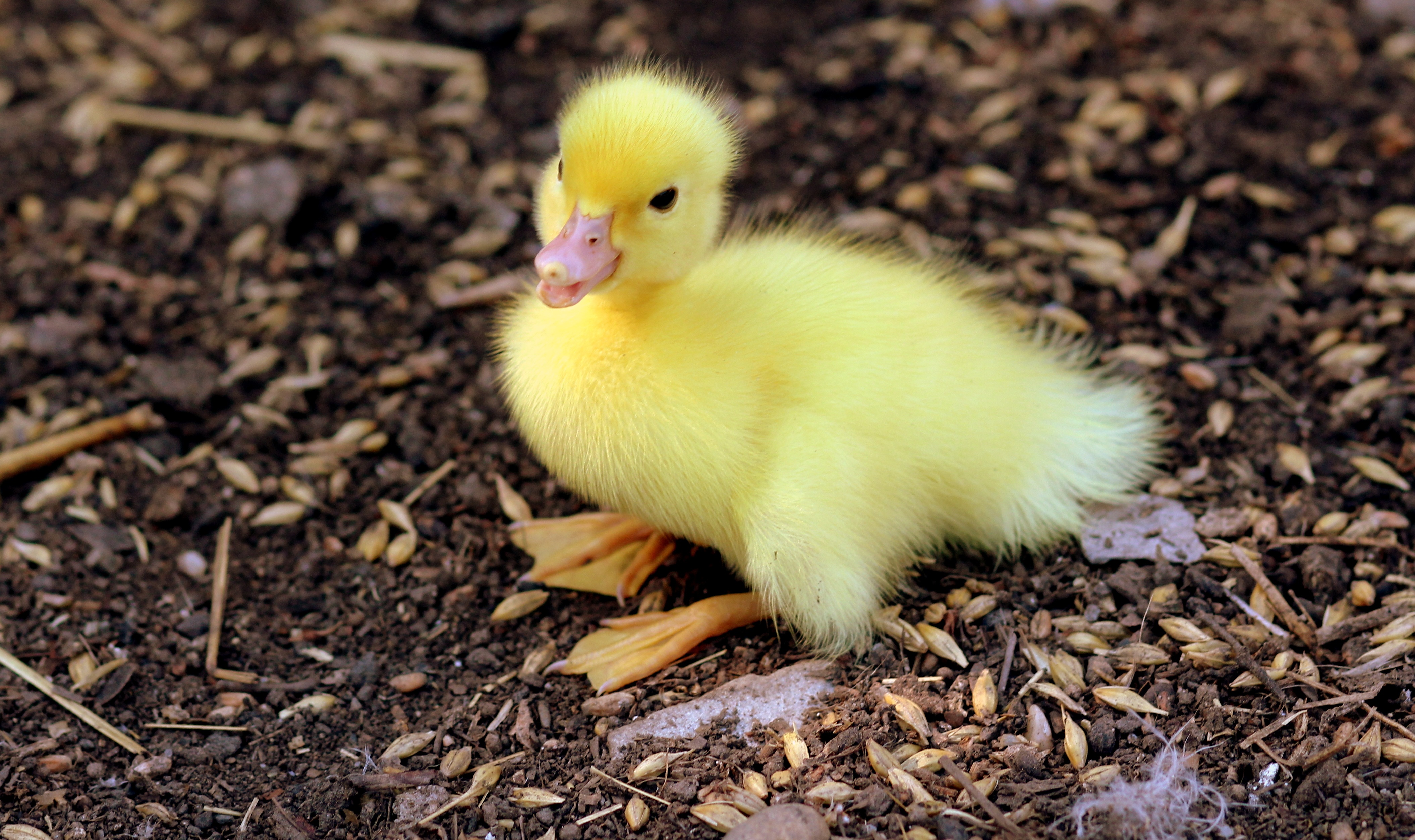 duckling clipart fluffy duck