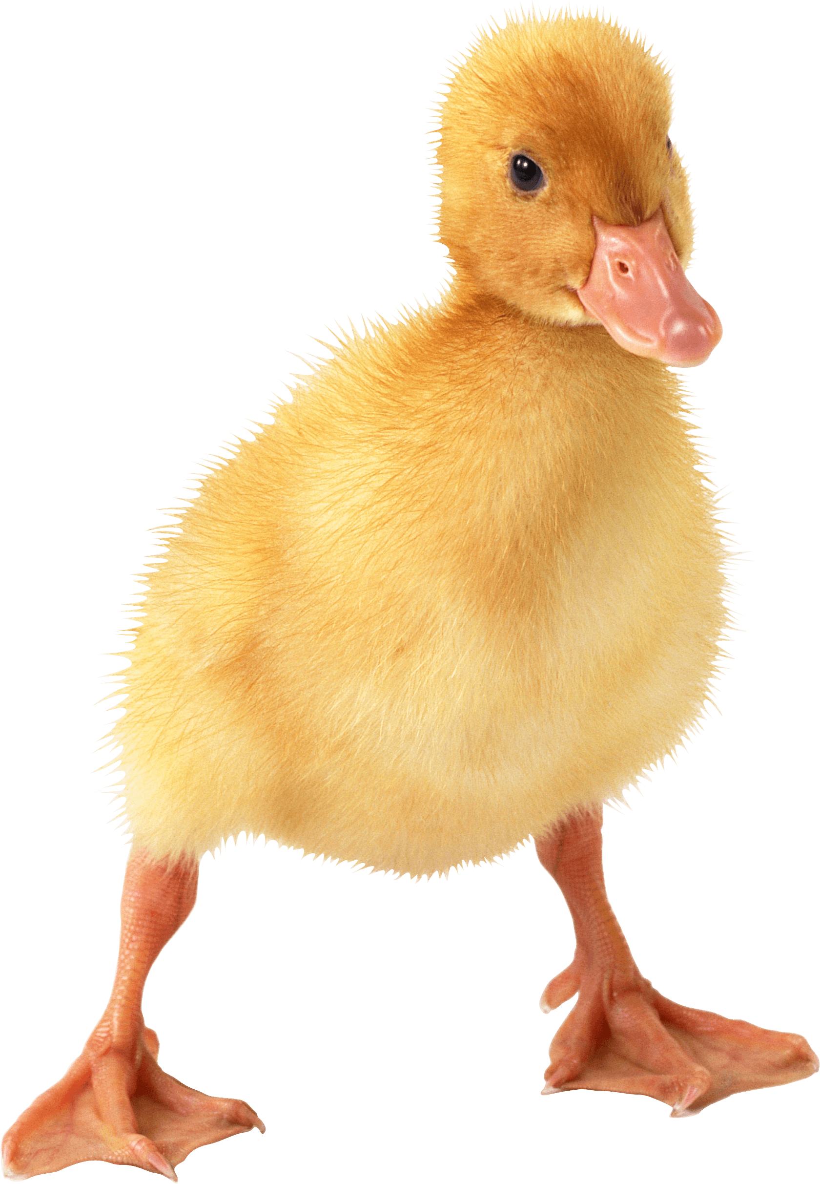 Duckling clipart goslings. Download little duck png