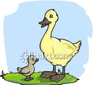 Ugly with mother royalty. Duckling clipart mama duck