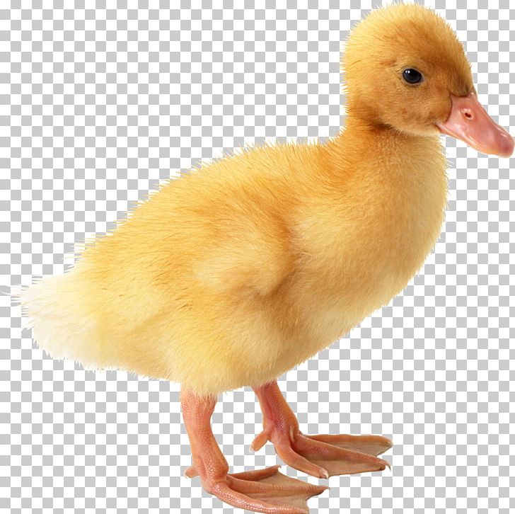 duckling clipart pekin duck