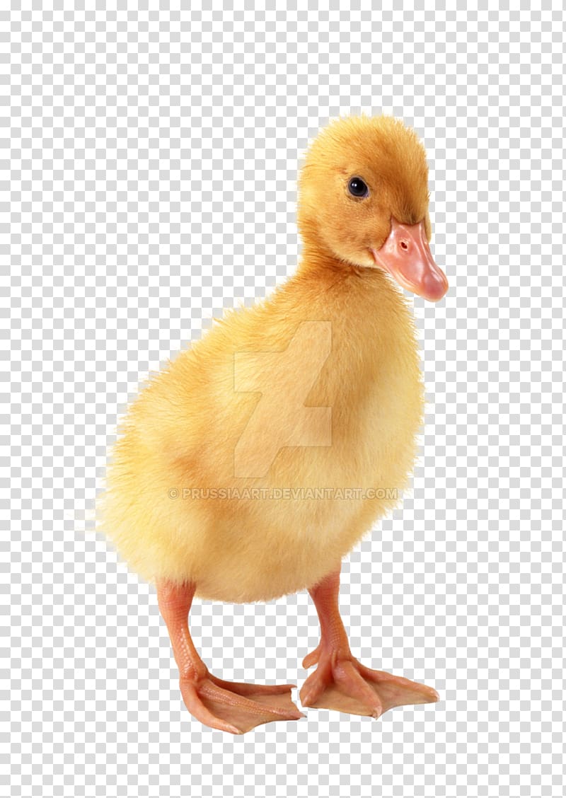 duckling clipart pekin duck