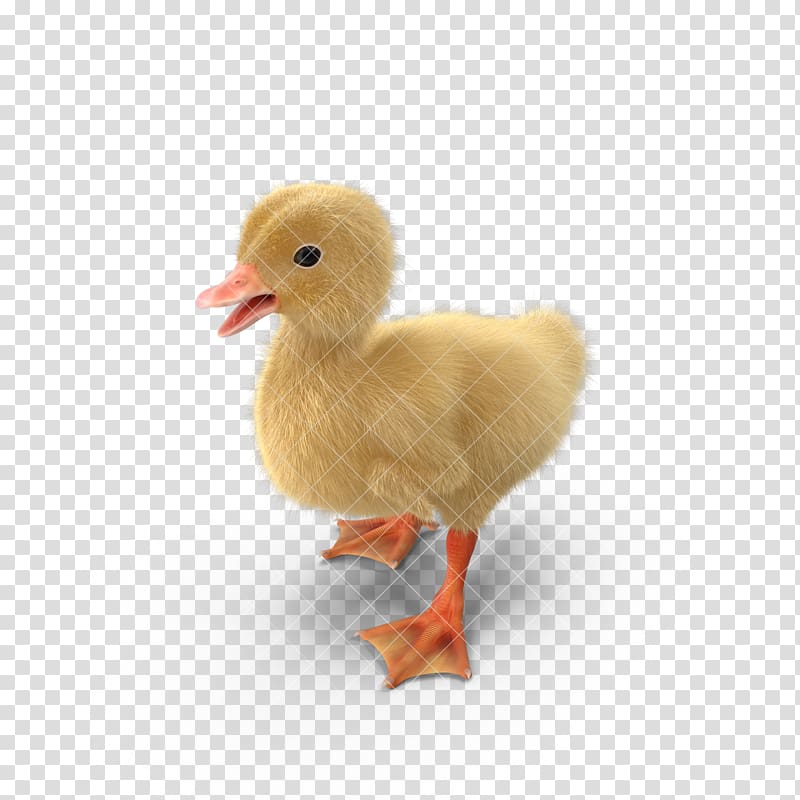 Yellow goose animal little. Duckling clipart peking duck
