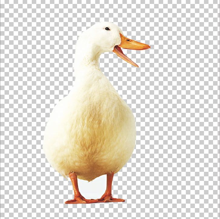 American pekin icon png. Duckling clipart peking duck