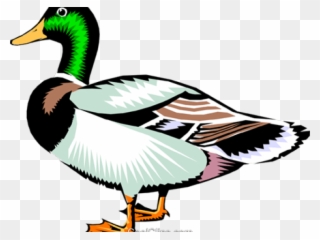 duckling clipart realistic