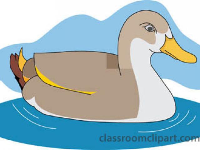 Duckling clipart swimming. Free duck download clip
