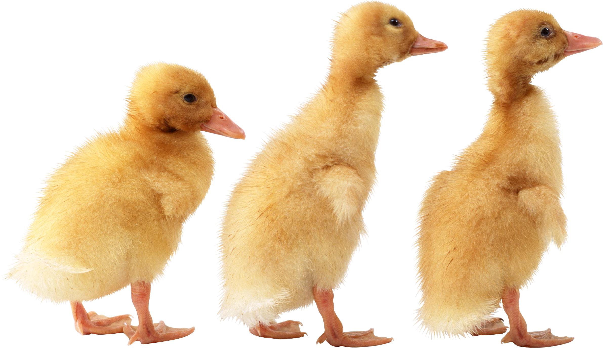 Duckling clipart three. Duck png image free